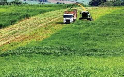 Cơ cấu lại nợ cho khách vay nông nghiệp gặp khó khăn