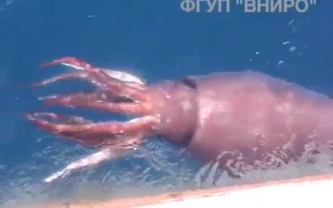 Thủy thủ Nga “chạm trán” mực khổng lồ