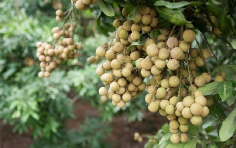 ​Nhãn lồng Hưng Yên sẵn sàng chờ ngày xuất sang Mỹ