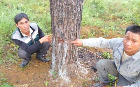 Bắt bảo vệ rừng đầu độc 2,6 hecta rừng