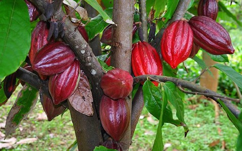 Cây ca cao 10 năm nhìn lại
