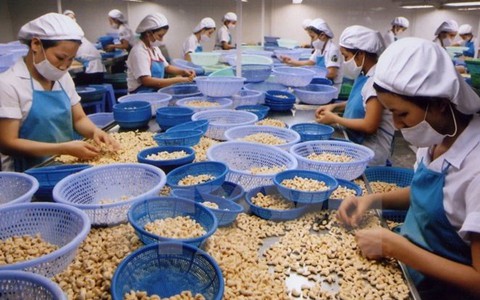 Thành lập quỹ phát triển ngành điều