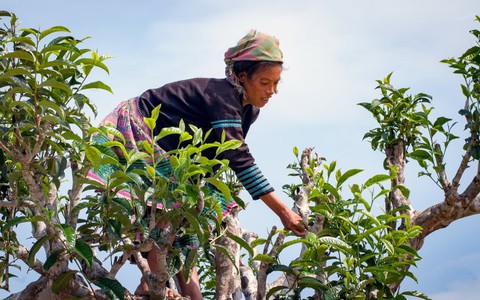 Hái chè tuyết