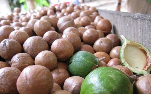 Ban hành hướng dẫn kỹ thuật cho cây mắc ca