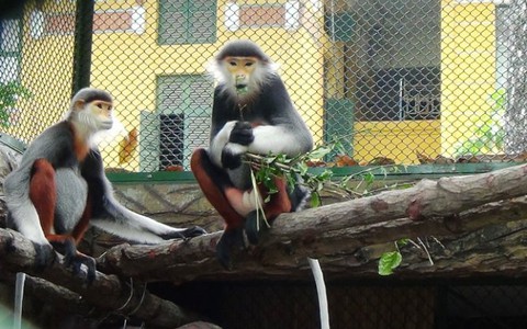 Từ Sài Gòn đi xe ra Đà Nẵng cứu con voọc trong đêm