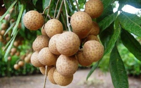 Năm nay sẽ đưa nhãn lồng của Hưng Yên vào thị trường Mỹ