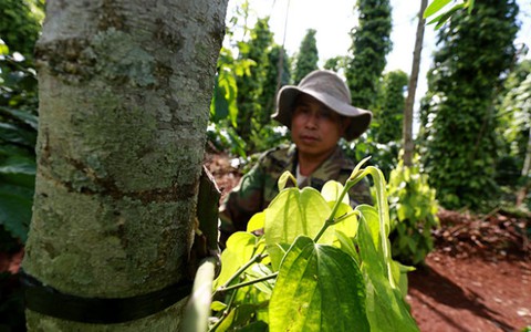 Cưỡng bức “bảo kê” vườn tiêu