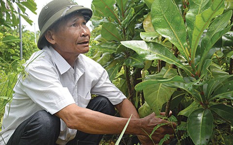 Ông bàng vuông