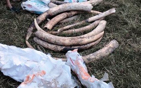 Truy nã nghi phạm dùng xe biển xanh giả chở ngà voi