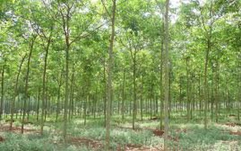 Để hoang
hàng chục ngàn hecta đất