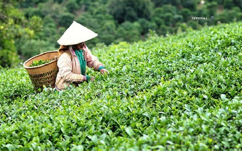 ​Vực dậy ngành chè