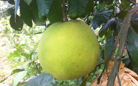 Ghé Hương Khê ăn bưởi Phúc Trạch