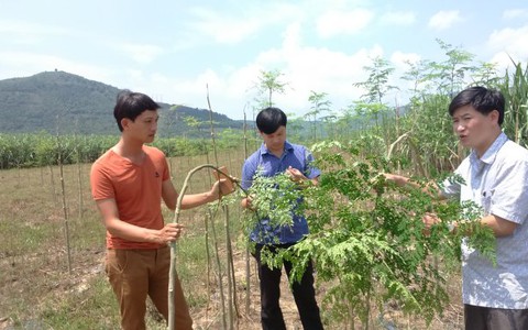 Nghe thương lái gạ trồng chùm ngây, nông dân khóc ròng