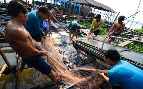 Bỏ quy hoạch con tôm, con cá: Các bộ tranh cãi quyết liệt