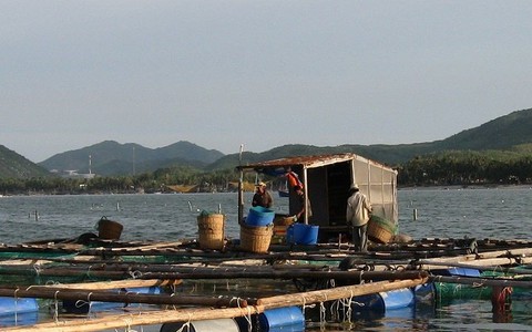 Tôm hùm chết hàng loạt vì dịch bệnh