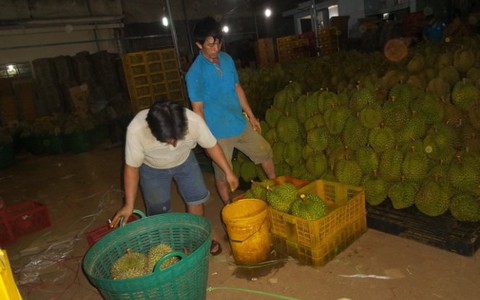 Bắt quả tang ba cơ sở nhúng sầu riêng vào hóa chất làm chín