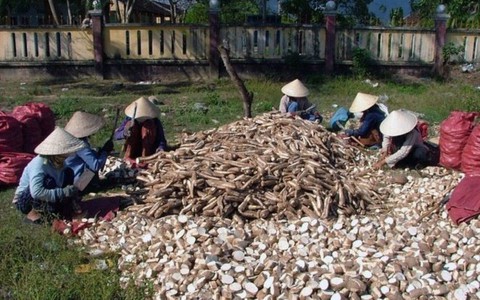 Dừng áp thuế xuất khẩu 5% với sắn lát