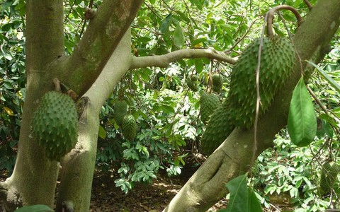 Tiền Giang xây dựng vùng chuyên canh mãng cầu xiêm