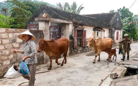 Mộc mạc đường làng cổ Đông Sơn