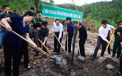 Trồng 103 cây hoa ban trong khu mộ Đại tướng Võ Nguyên Giáp