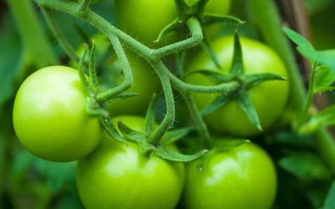 Cà chua xanh và vỏ táo giúp giảm teo cơ ở người già?
