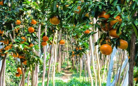 Quýt đường và dưa hấu ở Hậu Giang hút hàng, giá tăng cao
