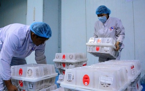 Tiết kiệm hơn 1 tỷ USD nếu rút ngắn thời gian kiểm dịch