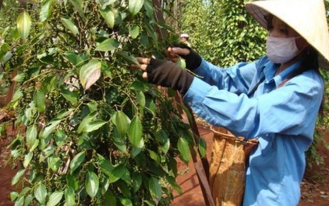Nông dân trồng tiêu thắng lớn nhờ năng suất cao, giá ổn định