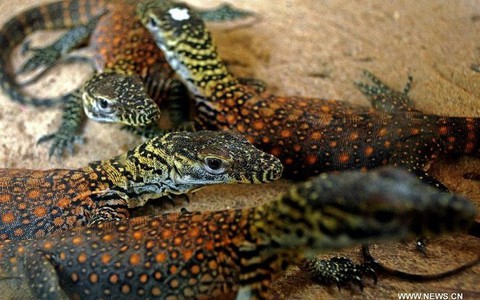 ​Indonesia sẽ xây dựng công viên cho những chú rồng Komodo