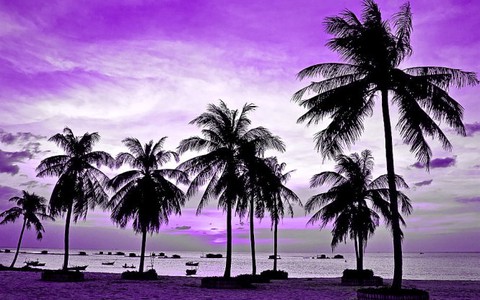 Bắc nhịp trái tim 352: Hoàng hôn tím