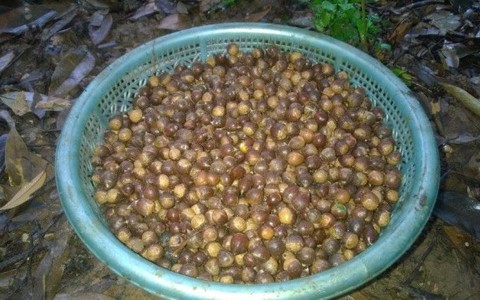 Mùa hạt dẻ về