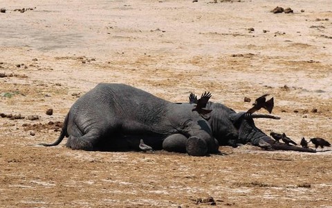 Giết 14 con voi ở công viên quốc gia Zimbabwe để lấy ngà