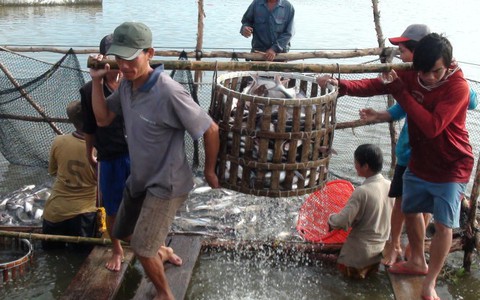 30% người nuôi cá tra không tham gia liên kết