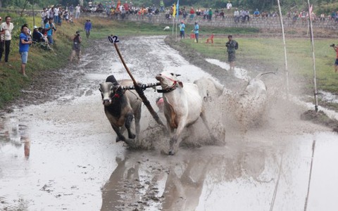 Bò tranh tài sôi động tại lễ hội An Giang