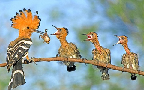 Dàn dựng ảnh để đoạt giải, mất mát về môi trường ai chịu?