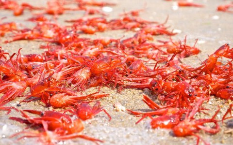 Hàng triệu con cua dạt vào bờ biển do hiệu ứng El Nino