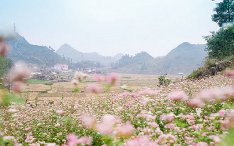 ​Cây tam giác mạch sẽ là sản phẩm du lịch đặc trưng Hà Giang
