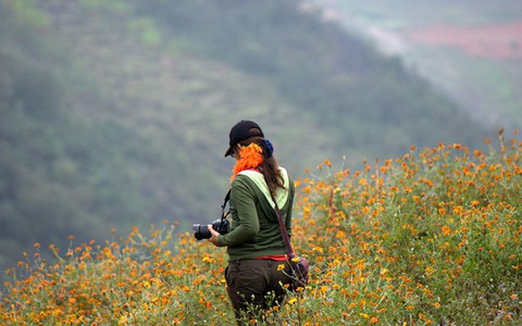 ​Có một mùa hoa cúc ở Đồng Văn