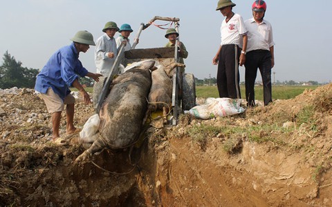 Nghệ An: tiêu hủy 120 con heo vì bùng phát dịch tai xanh