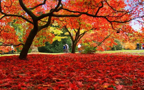 Westonbirt Arboretum - thiên đường mùa thu nước Anh