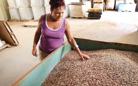 Mexico lai tạo thành công giống đậu mới giàu axít folic