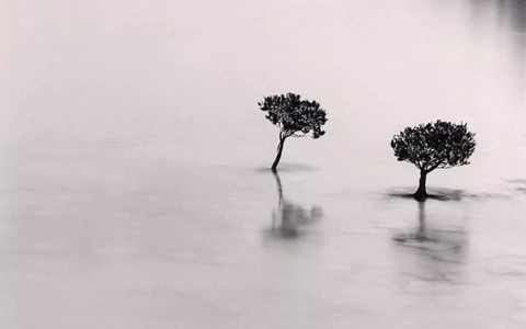 Thơ Trần Nhã Thụy: "Những ngày đau thèm một chút dịu dàng"