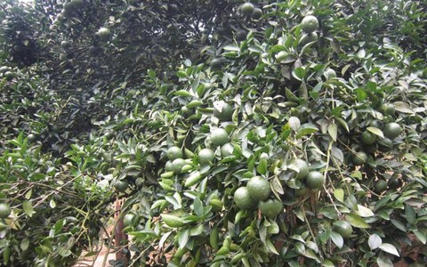 Thăm làng Mường thưởng thức cam sành Hàm Yên