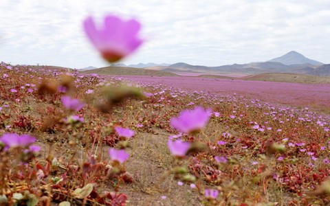 Ngất ngây mùa hoa nở hiếm hoi ở sa mạc Atacama