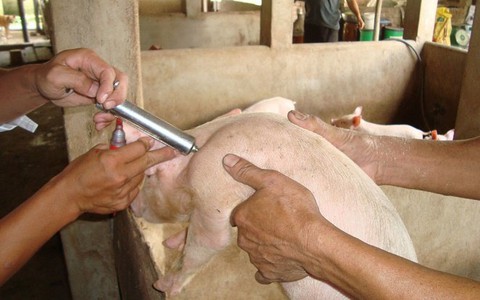 Kháng kháng sinh - nguy cơ hiện hữu đối với ngành chăn nuôi