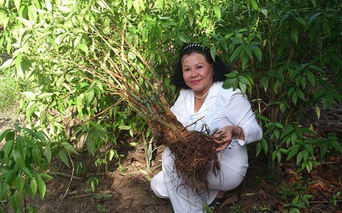 Dược liệu quý từ cây Hoàn Ngọc