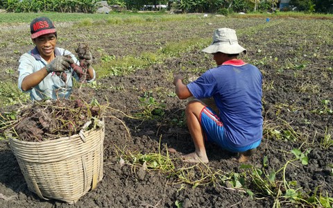 Khoai lang tăng giá 3-4 lần, nông dân Vĩnh Long sướng rơn