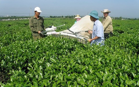 Chè Lâm Đồng đạt tiêu chuẩn đáp ứng yêu cầu xuất khẩu
