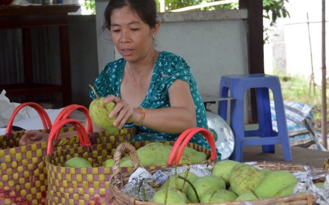 Triển khai cấp mã số cho vùng trồng xoài Cao Lãnh