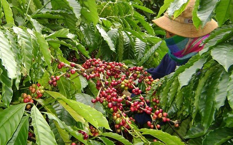 ​Khuyến cáo người dân không trộn cà phê cũ lẫn mới để xuất bán